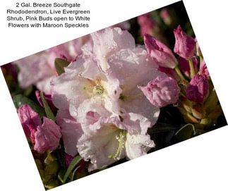 2 Gal. Breeze Southgate Rhododendron, Live Evergreen Shrub, Pink Buds open to White Flowers with Maroon Speckles