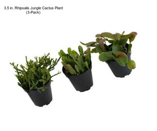 3.5 in. Rhipsalis Jungle Cactus Plant (3-Pack)