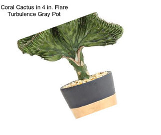 Coral Cactus in 4 in. Flare Turbulence Gray Pot