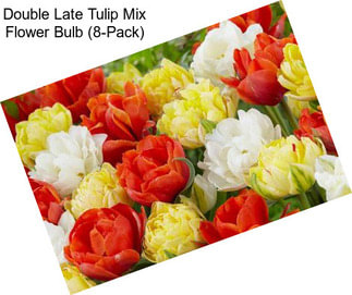 Double Late Tulip Mix Flower Bulb (8-Pack)