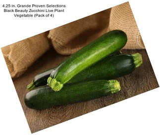 4.25 in. Grande Proven Selections Black Beauty Zucchini Live Plant Vegetable (Pack of 4)