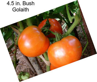 4.5 in. Bush Golaith