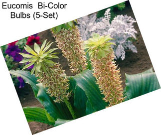 Eucomis  Bi-Color Bulbs (5-Set)