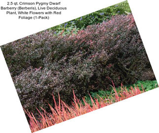 2.5 qt. Crimson Pygmy Dwarf Barberry (Berberis), Live Deciduous Plant, White Flowers with Red Foliage (1-Pack)