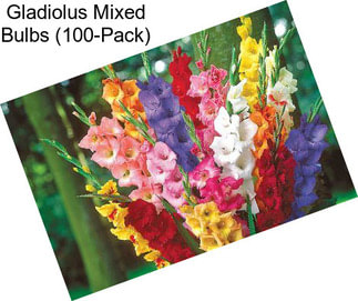 Gladiolus Mixed Bulbs (100-Pack)