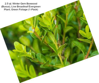 2.5 qt. Winter Gem Boxwood (Buxus), Live Broadleaf Evergreen Plant, Green Foliage (1-Pack)