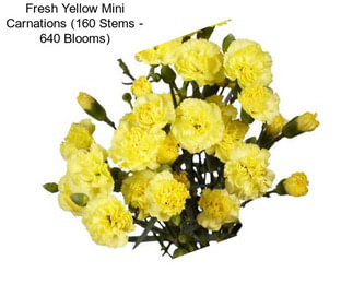 Fresh Yellow Mini Carnations (160 Stems - 640 Blooms)