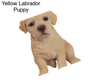 Yellow Labrador Puppy