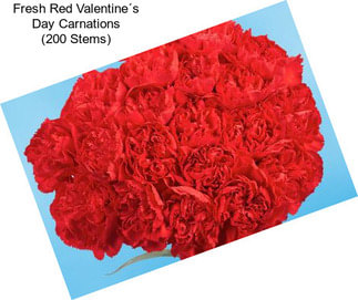 Fresh Red Valentine´s Day Carnations (200 Stems)