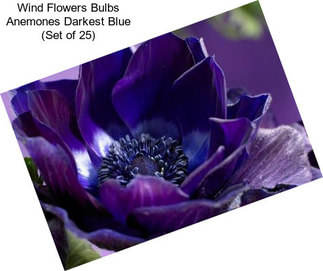 Wind Flowers Bulbs Anemones Darkest Blue (Set of 25)