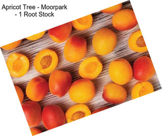 Apricot Tree - Moorpark - 1 Root Stock