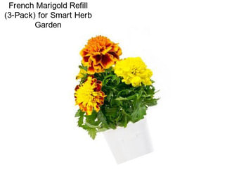 French Marigold Refill (3-Pack) for Smart Herb Garden