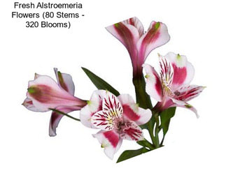 Fresh Alstroemeria Flowers (80 Stems - 320 Blooms)