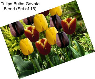 Tulips Bulbs Gavota Blend (Set of 15)