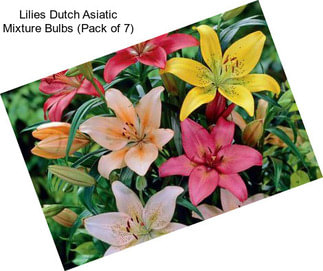 Lilies Dutch Asiatic Mixture Bulbs (Pack of 7)