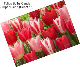 Tulips Bulbs Candy Striper Blend (Set of 15)