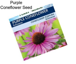 Purple Coneflower Seed