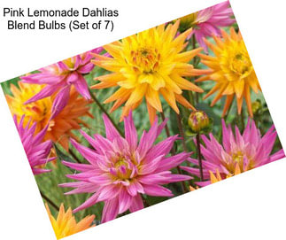 Pink Lemonade Dahlias Blend Bulbs (Set of 7)