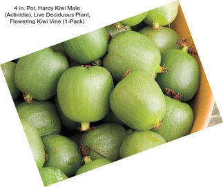4 in. Pot, Hardy Kiwi Male (Actinidia), Live Deciduous Plant, Flowering Kiwi Vine (1-Pack)