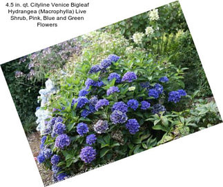 4.5 in. qt. Cityline Venice Bigleaf Hydrangea (Macrophylla) Live Shrub, Pink, Blue and Green Flowers