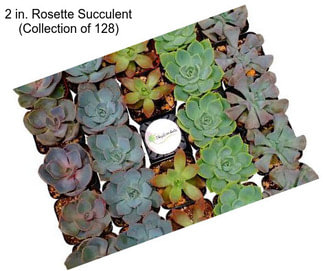 2 in. Rosette Succulent (Collection of 128)