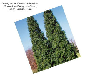 Spring Grove Western Arborvitae (Thuja) Live Evergreen Shrub, Green Foliage, 1 Gal.