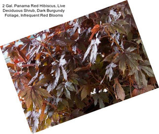 2 Gal. Panama Red Hibiscus, Live Deciduous Shrub, Dark Burgundy Foliage, Infrequent Red Blooms