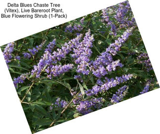 Delta Blues Chaste Tree (Vitex), Live Bareroot Plant, Blue Flowering Shrub (1-Pack)