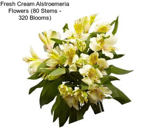 Fresh Cream Alstroemeria Flowers (80 Stems - 320 Blooms)