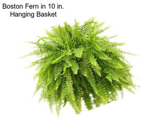 Boston Fern in 10 in. Hanging Basket