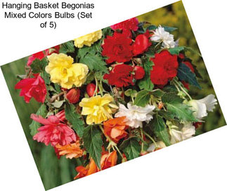 Hanging Basket Begonias Mixed Colors Bulbs (Set of 5)