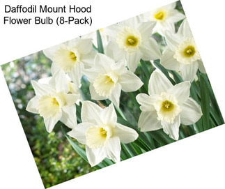 Daffodil Mount Hood Flower Bulb (8-Pack)