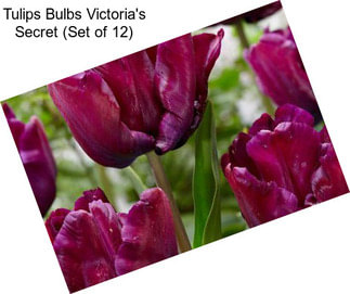 Tulips Bulbs Victoria\'s Secret (Set of 12)