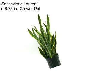 Sansevieria Laurentii in 8.75 in. Grower Pot