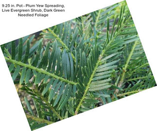 9.25 in. Pot - Plum Yew Spreading, Live Evergreen Shrub, Dark Green Needled Foliage