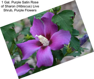 1 Gal. Purple Satin Rose of Sharon (Hibiscus) Live Shrub, Purple Flowers