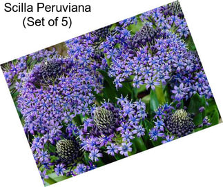 Scilla Peruviana (Set of 5)