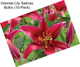 Oriental Lily Salinas Bulbs (10-Pack)