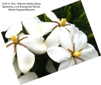 9.25 in. Pot - Kleim\'s Hardy Daisy Gardenia, Live Evergreen Shrub, White Fragrant Blooms