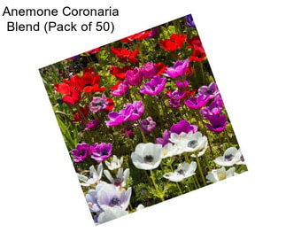 Anemone Coronaria Blend (Pack of 50)