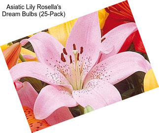 Asiatic Lily Rosella\'s Dream Bulbs (25-Pack)