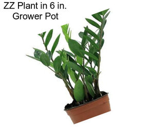 ZZ Plant in 6 in. Grower Pot