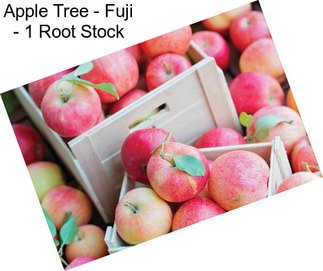 Apple Tree - Fuji - 1 Root Stock
