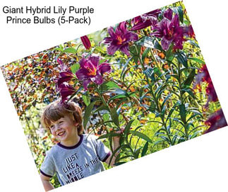 Giant Hybrid Lily Purple Prince Bulbs (5-Pack)