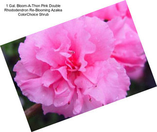 1 Gal. Bloom-A-Thon Pink Double Rhododendron Re-Blooming Azalea ColorChoice Shrub