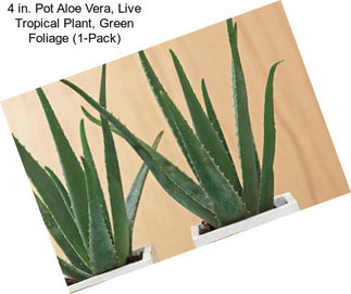 4 in. Pot Aloe Vera, Live Tropical Plant, Green Foliage (1-Pack)