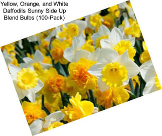 Yellow, Orange, and White Daffodils Sunny Side Up Blend Bulbs (100-Pack)