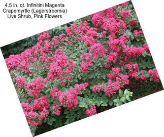 4.5 in. qt. Infinitini Magenta Crapemyrtle (Lagerstroemia) Live Shrub, Pink Flowers