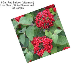 3 Gal. Red Balloon (Viburnum) Live Shrub, White Flowers and Red Berries