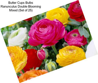 Butter Cups Bulbs Ranunculus Double Blooming Mixed (Set of 25)